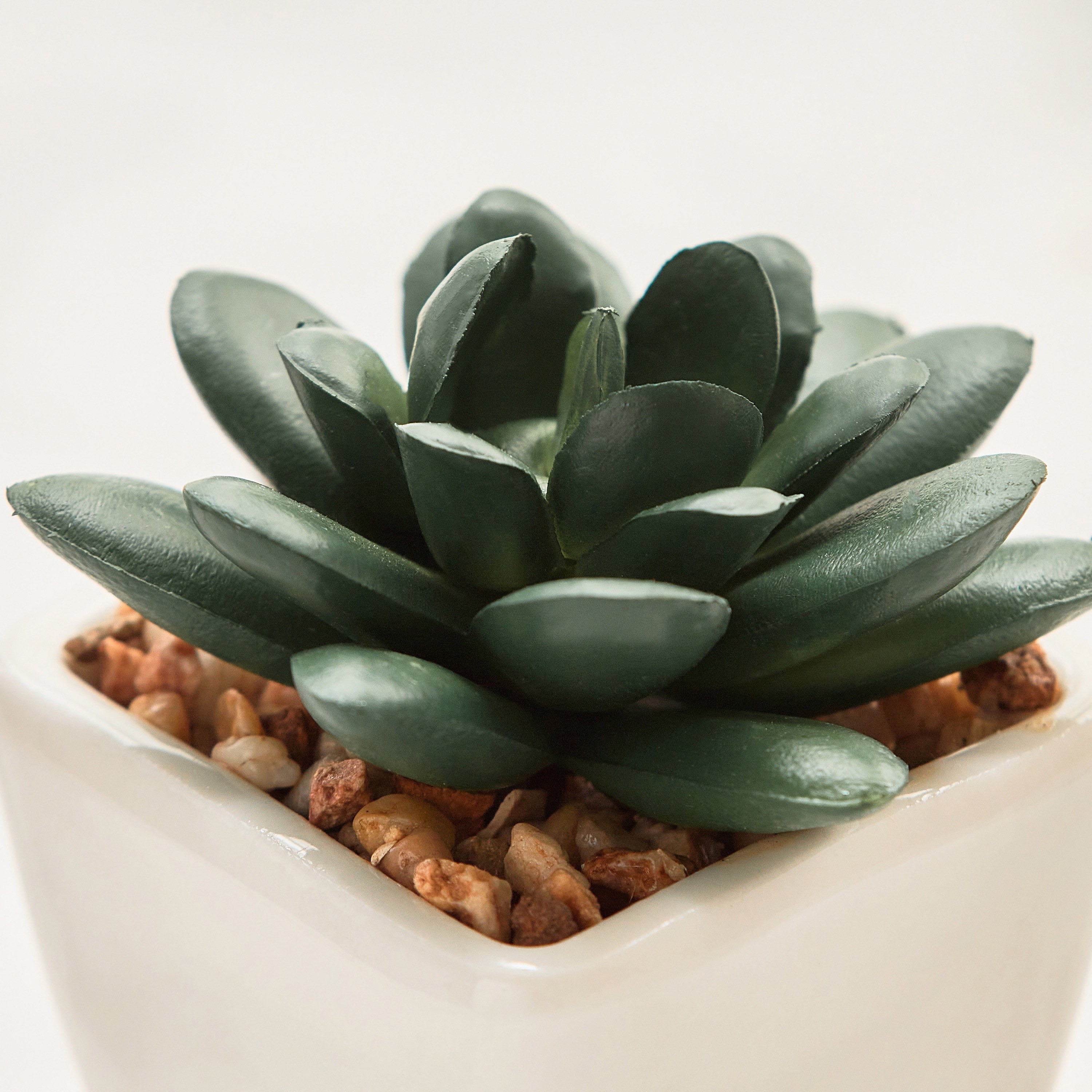 Succulent in Ceramic Pot - 8 cm-household-gardenandoutdoor-artificialplants-succulents-image-2