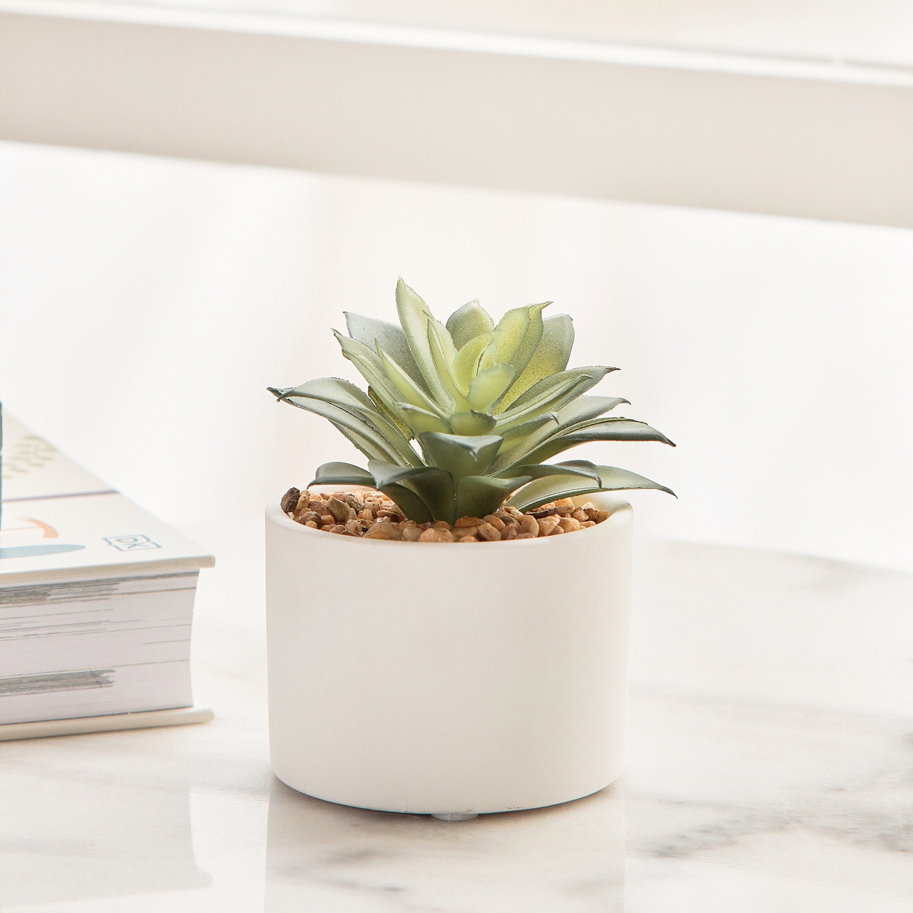 Succulent in Ceramic Pot - 10 cm