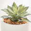 Succulent in Ceramic Pot - 10 cm-household-gardenandoutdoor-artificialplants-succulents-image-2