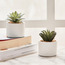 Succulent in Ceramic Pot - 10 cm-household-gardenandoutdoor-artificialplants-succulents-image-3