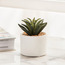Succulent in Ceramic Pot - 12 cm-household-gardenandoutdoor-artificialplants-succulents-image-1