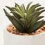 Succulent in Ceramic Pot - 12 cm-household-gardenandoutdoor-artificialplants-succulents-image-2