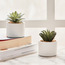 Succulent in Ceramic Pot - 12 cm-household-gardenandoutdoor-artificialplants-succulents-image-3