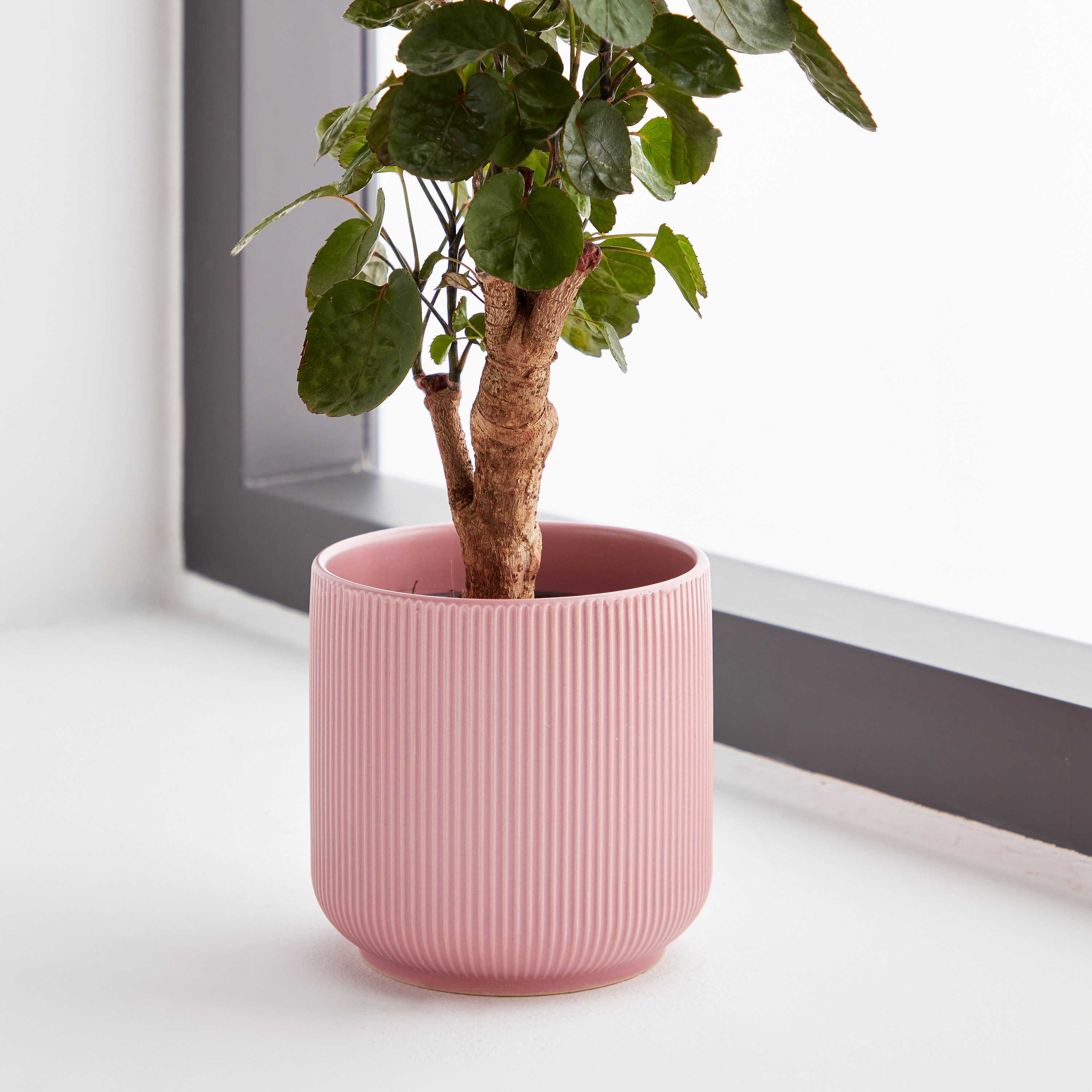 Vesta Ceramic Planter - 12 cm-household-gardenandoutdoor-potsandplanters-planters-image-1
