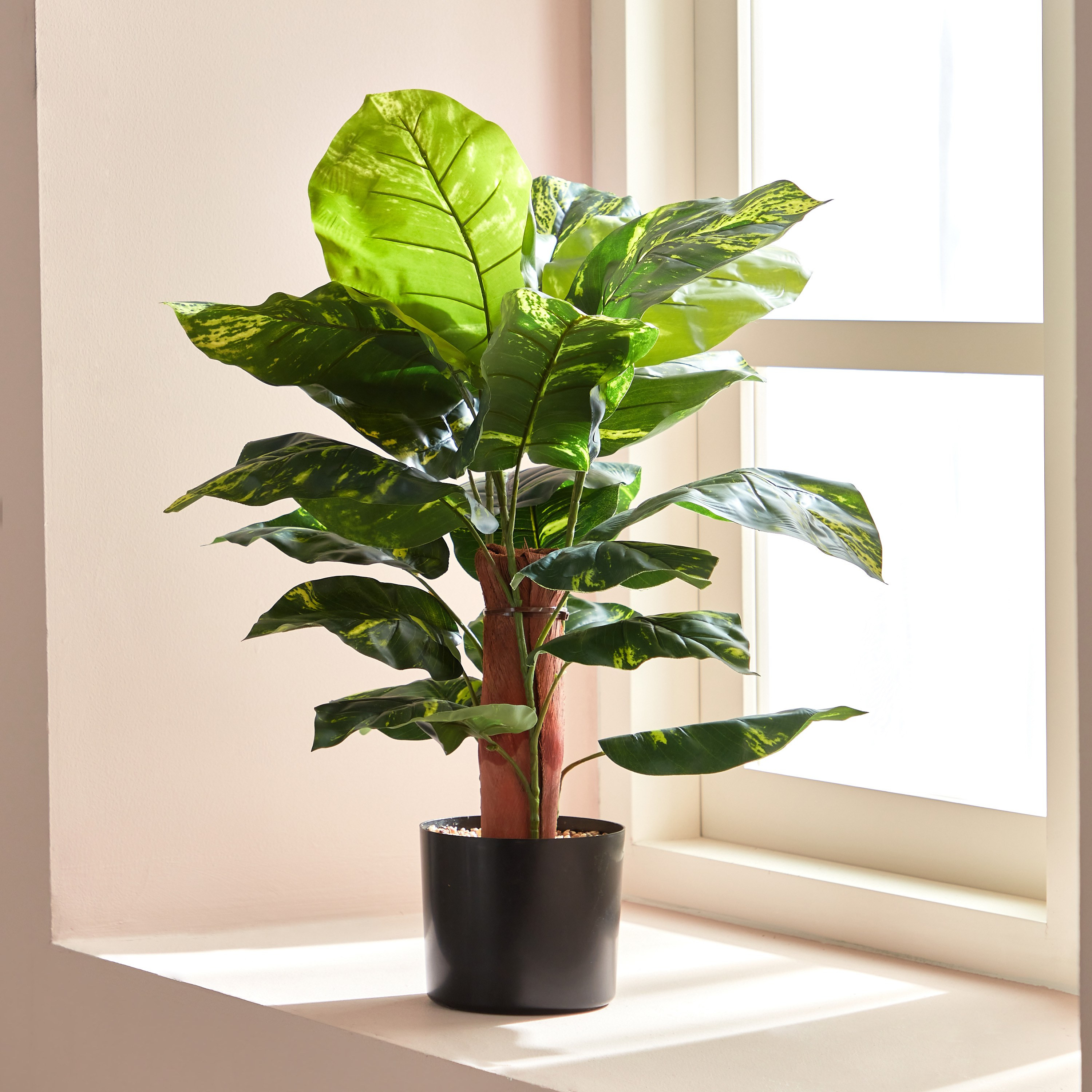 Buy Monstera Plant in Pot - 60 cm Online | Centrepoint UAE