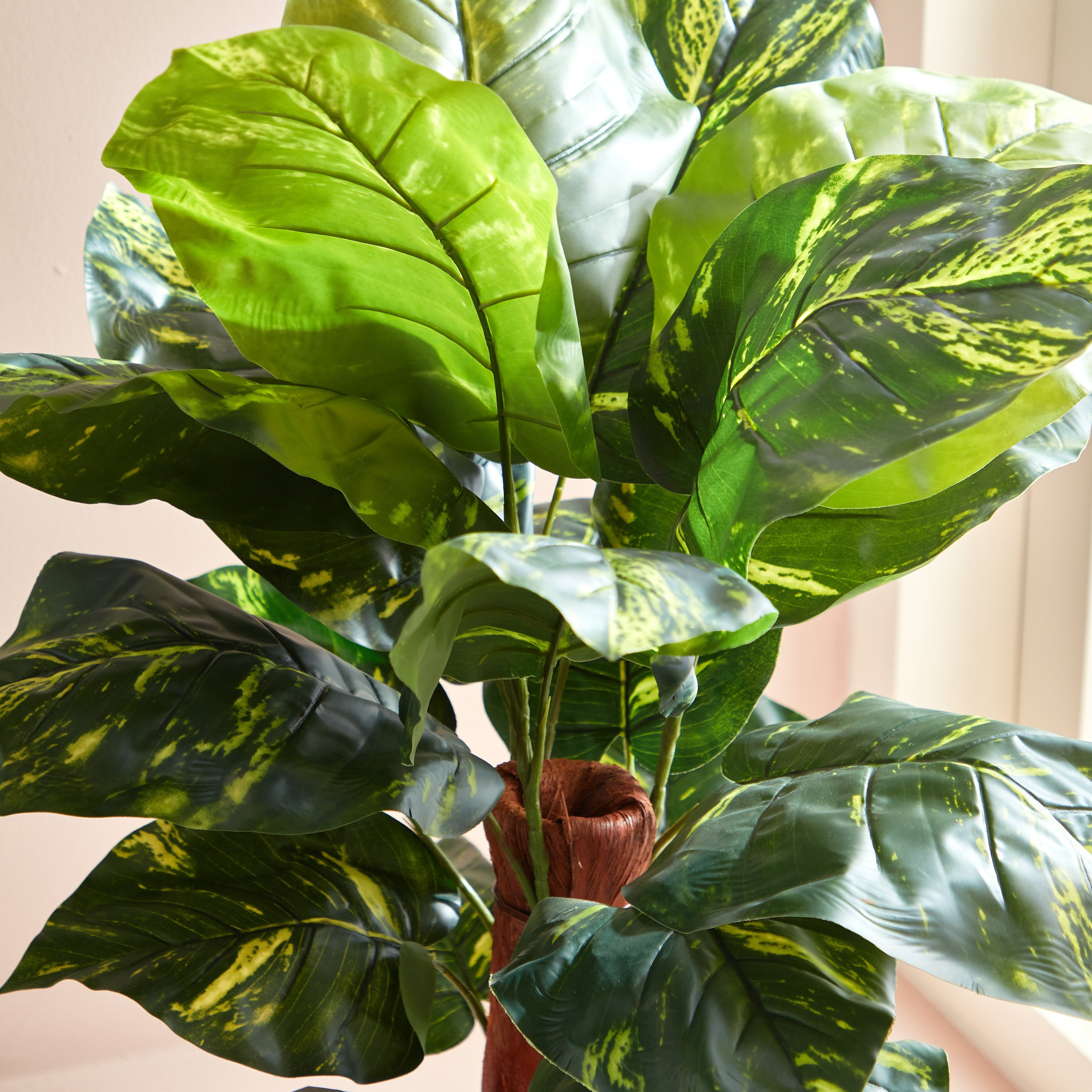 monstera piccolo 90cm Monstera Piccolo – Bristol Plant Man