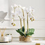 Luna Artificial Orchid with Pot - 58 cm-household-gardenandoutdoor-artificialflowersandplants-flowers-image-1