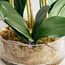 Luna Artificial Orchid with Pot - 58 cm-household-gardenandoutdoor-artificialflowersandplants-flowers-image-3
