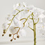Livia Orchid Plant with Pot - 61 cm-household-gardenandoutdoor-artificialflowersandplants-flowers-image-2