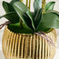 Livia Orchid Plant with Pot - 61 cm-household-gardenandoutdoor-artificialflowersandplants-flowers-image-3