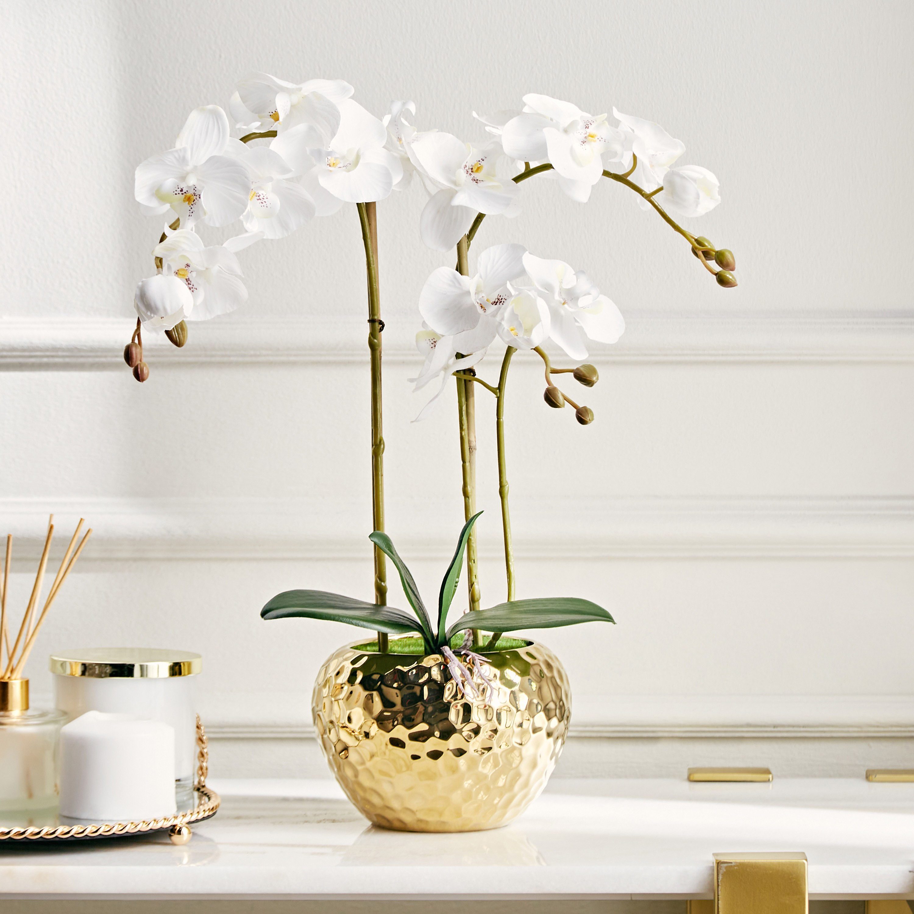 Gaia Orchid Plant with Pot - 55 cm