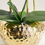 Gaia Orchid Plant with Pot - 55 cm-household-gardenandoutdoor-artificialflowersandplants-flowers-image-3