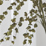 Dischidia Ruscifolia Leaves - 124 cm-binpromo_ALLBANKS_OMN_14032025-image-2