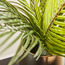 نبتة نخلة داخل إناء - 44 سم-household-gardenandoutdoor-artificialplants-pottedplants-image-3