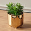 Succulent Plant in Pot - 17 cm-household-gardenandoutdoor-artificialplants-succulents-image-1