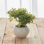 شجرة بونساي داخل إناء سيراميك - كيم - 20 سم-household-gardenandoutdoor-artificialplants-bonsai-image-4