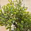 شجرة بونساي داخل إناء سيراميك - كيم - 20 سم-household-gardenandoutdoor-artificialplants-bonsai-image-2