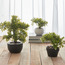 شجرة بونساي داخل إناء سيراميك - كيم - 20 سم-household-gardenandoutdoor-artificialplants-bonsai-image-1