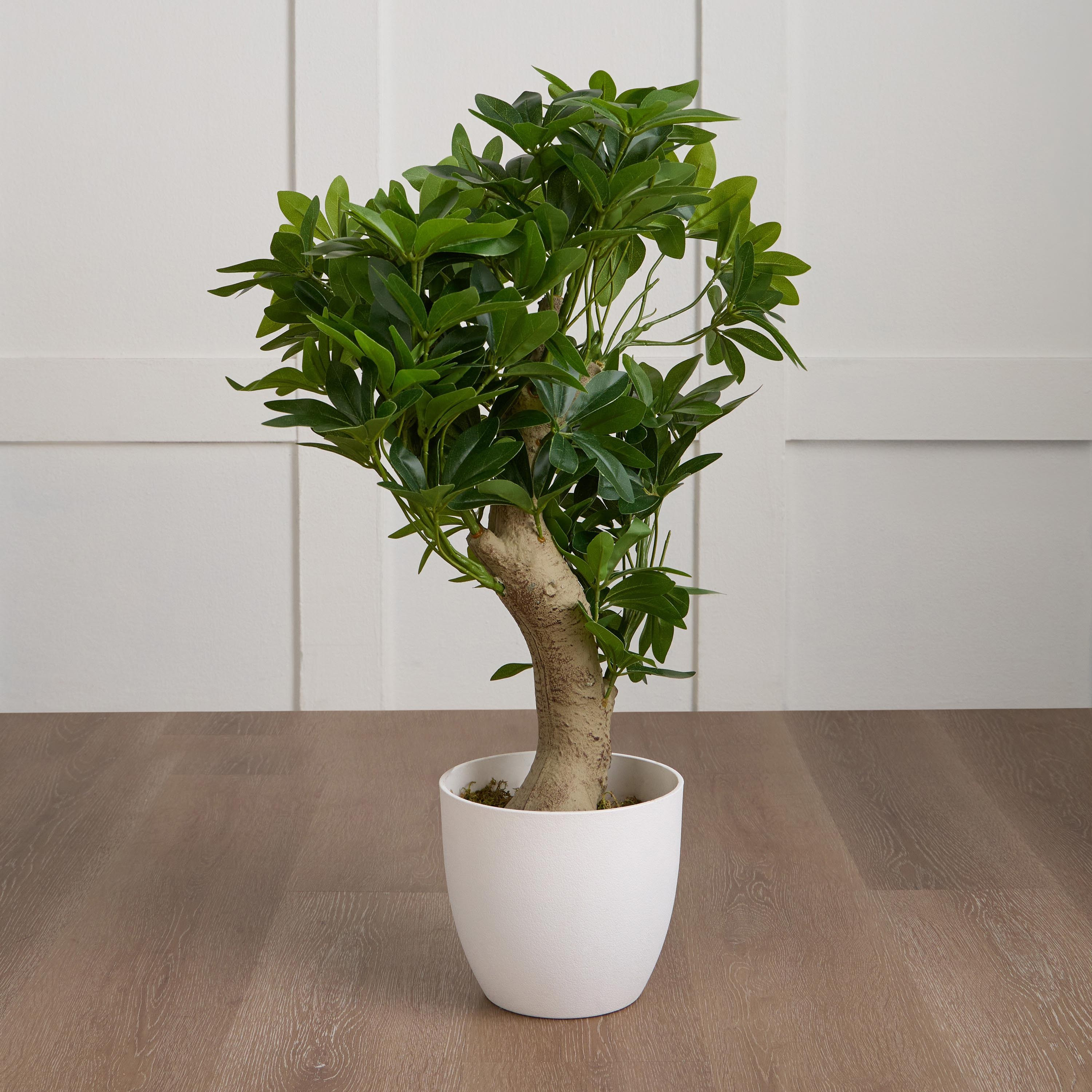 Schefflera Bonsai Plant in Pot - 72 cm-household-gardenandoutdoor-artificialplants-bonsai-image-1