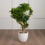 Schefflera Bonsai Plant in Pot - 72 cm-household-gardenandoutdoor-artificialplants-bonsai-image-1