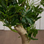 Schefflera Bonsai Plant in Pot - 72 cm-household-gardenandoutdoor-artificialplants-bonsai-image-2