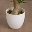 Schefflera Bonsai Plant in Pot - 72 cm-household-gardenandoutdoor-artificialplants-bonsai-image-3