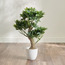 Schefflera Bonsai Plant in Pot - 72 cm-household-gardenandoutdoor-artificialplants-bonsai-image-5