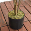 Palm Tree in Pot - 90 cm-household-gardenandoutdoor-trees-image-3