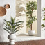 Palm Tree in Pot - 90 cm-household-gardenandoutdoor-trees-image-4