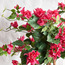 Bougainvillea Tree in Pot - 90 cm-household-gardenandoutdoor-trees-image-2