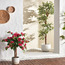 Bougainvillea Tree in Pot - 90 cm-household-gardenandoutdoor-trees-image-4
