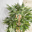 Bamboo Tree in Pot - 150 cm-household-gardenandoutdoor-trees-image-2