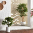 Bamboo Tree in Pot - 150 cm-household-gardenandoutdoor-trees-image-4