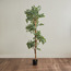 Ficus Tree in Pot - 180 cm-household-gardenandoutdoor-trees-image-1