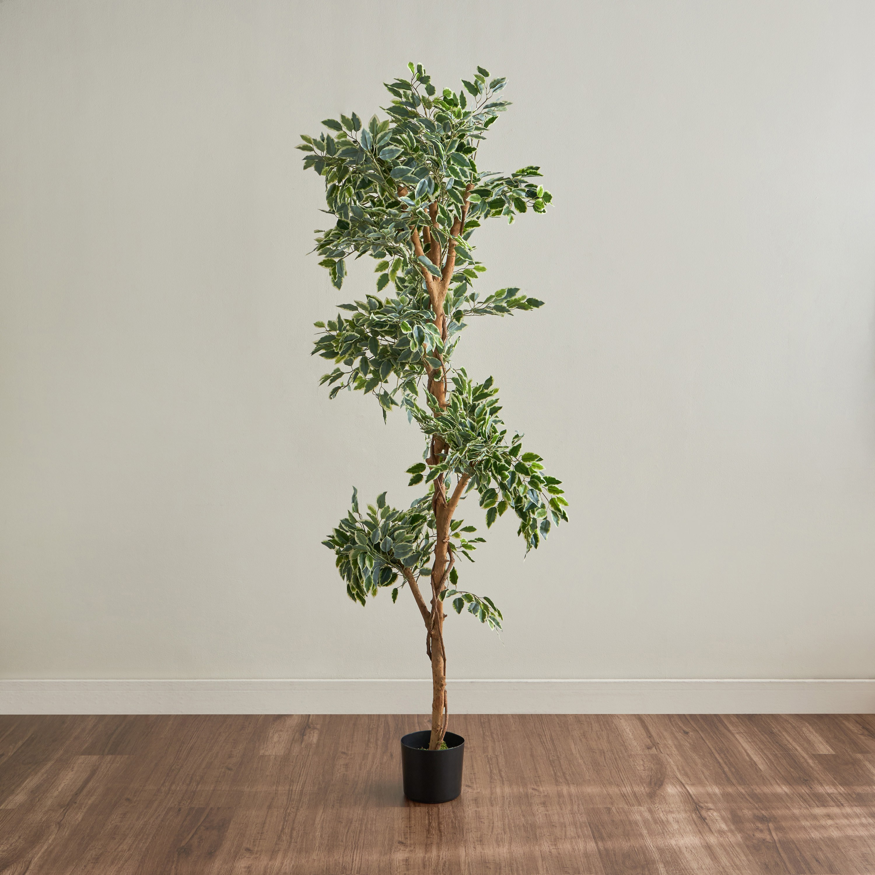 Ficus Tree in Pot - 180 cm