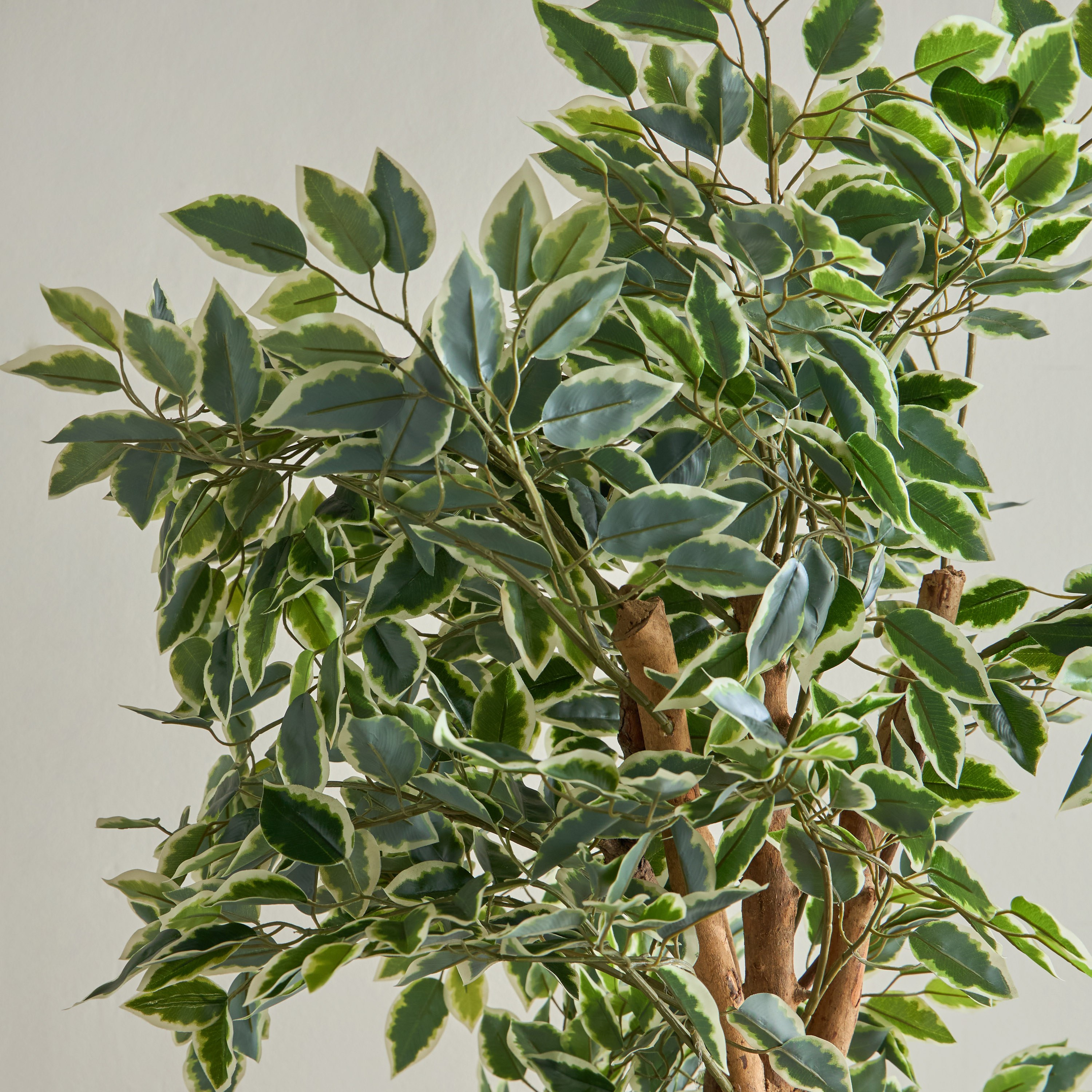 Ficus Tree in Pot - 180 cm-household-gardenandoutdoor-trees-image-2