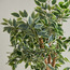 Ficus Tree in Pot - 180 cm-household-gardenandoutdoor-trees-image-2