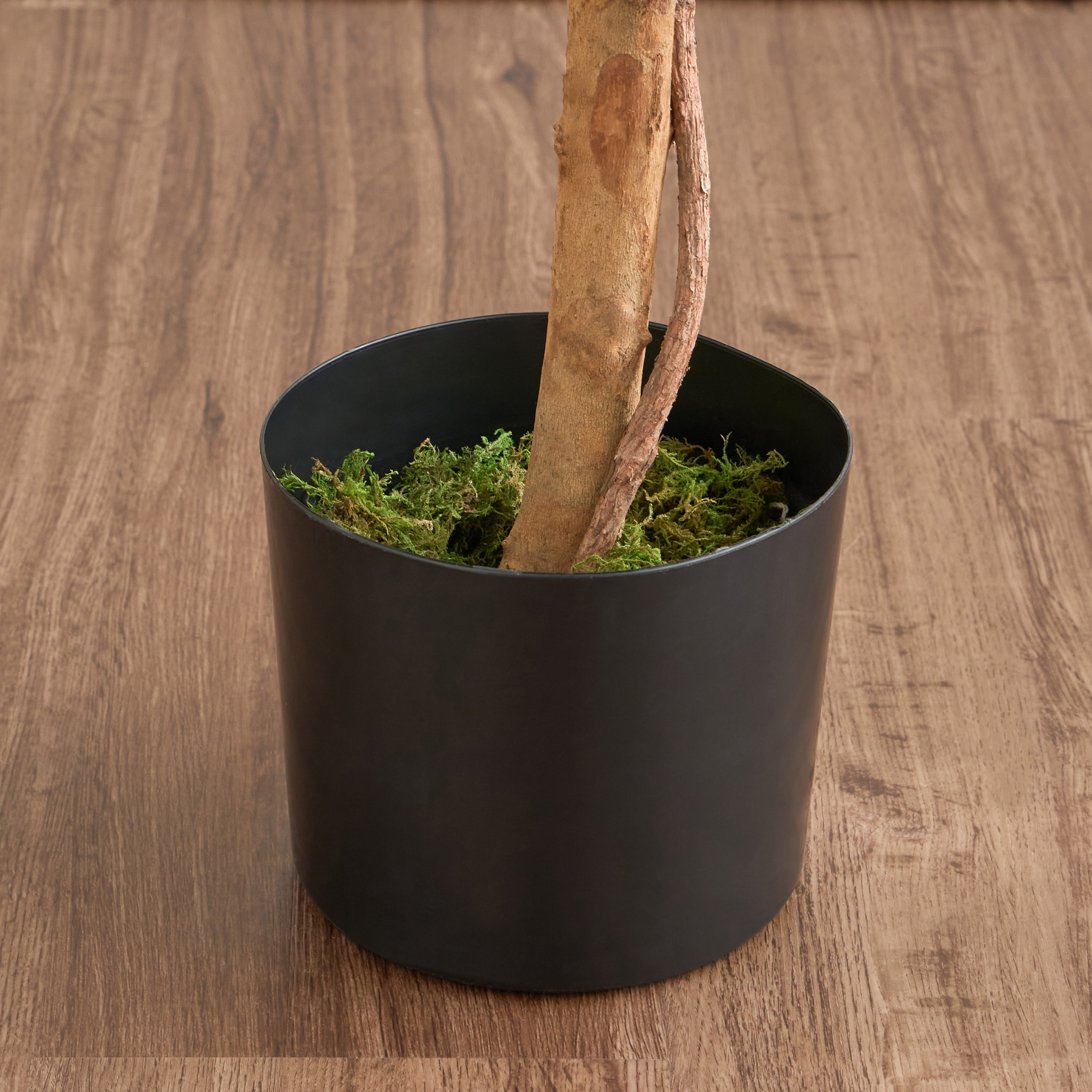 Ficus Tree in Pot - 180 cm-household-gardenandoutdoor-trees-image-3
