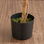 Ficus Tree in Pot - 180 cm-household-gardenandoutdoor-trees-image-3