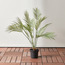 شجرة نخيل في إناء زرع - 90 سم-household-gardenandoutdoor-trees-image-4