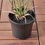 شجرة نخيل في إناء زرع - 90 سم-household-gardenandoutdoor-trees-image-2
