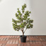 شجرة شفليرا في إناء زرع - 101 سم-household-gardenandoutdoor-trees-image-4