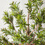 شجرة شفليرا في إناء زرع - 101 سم-household-gardenandoutdoor-trees-image-3