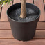 شجرة شفليرا في إناء زرع - 101 سم-household-gardenandoutdoor-trees-image-2