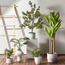 شجرة شفليرا في إناء زرع - 101 سم-household-gardenandoutdoor-trees-image-1