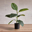 Rubber Plant in Pot - 50 cm-household-gardenandoutdoor-artificialplants-pottedplants-image-1