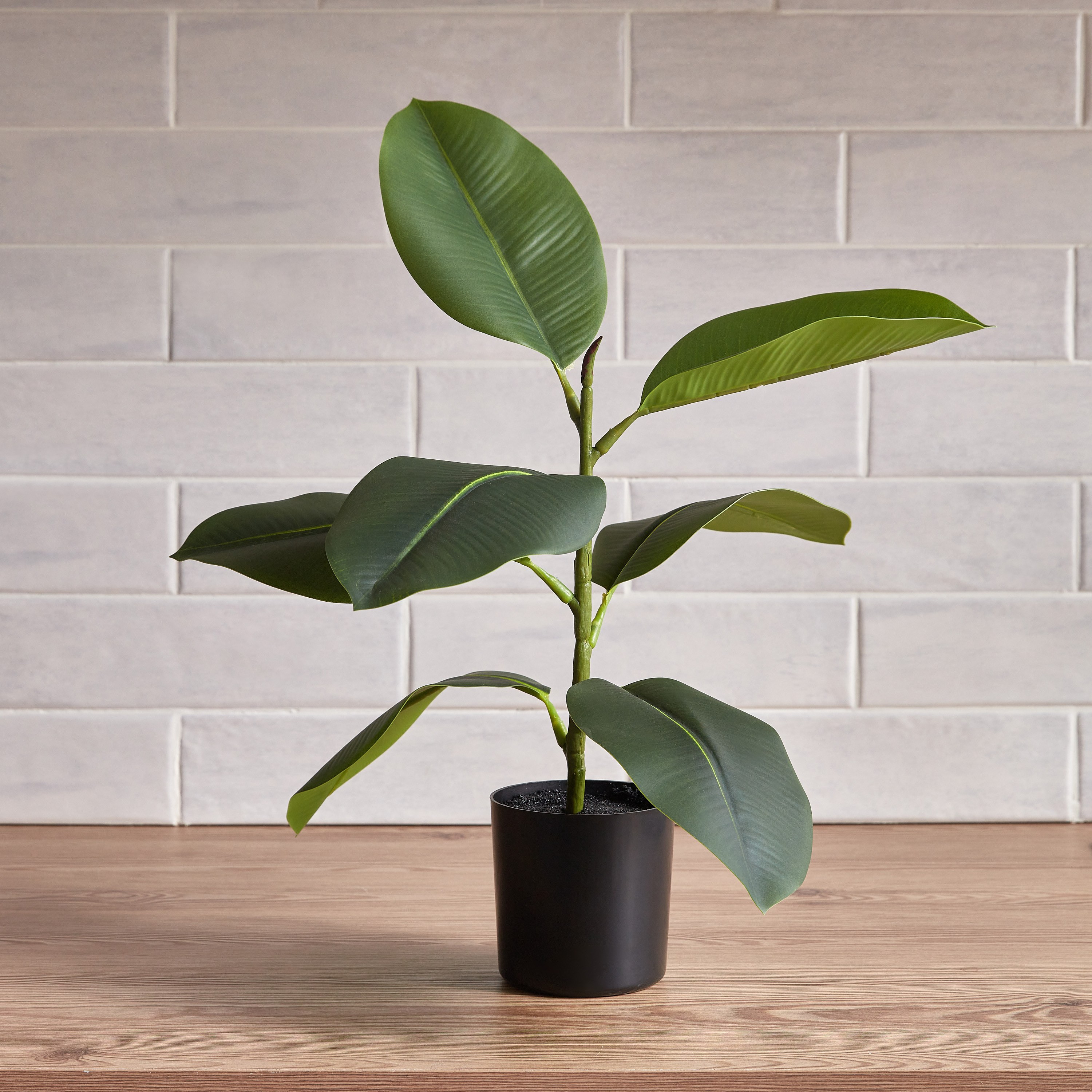 Rubber Plant in Pot - 50 cm