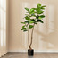 شجرة بلوط في إناء زرع - 170 سم-household-gardenandoutdoor-trees-image-4