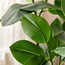 شجرة بلوط في إناء زرع - 170 سم-household-gardenandoutdoor-trees-image-3