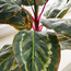Calathea Plant with Pot - 60 cm-household-gardenandoutdoor-artificialplants-pottedplants-image-2